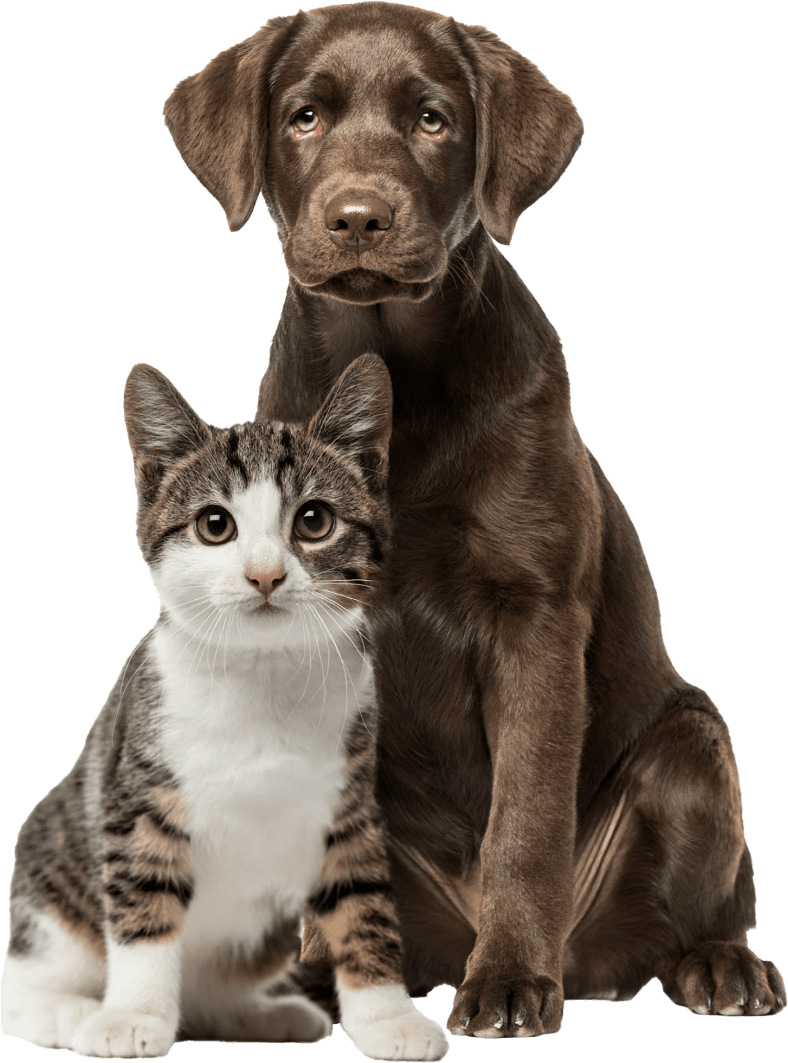 Veterinarian in Newtown Sycamore Veterinary Hospital